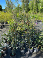Kesar Mango Tree Grafted (2-4 Feet Tall)