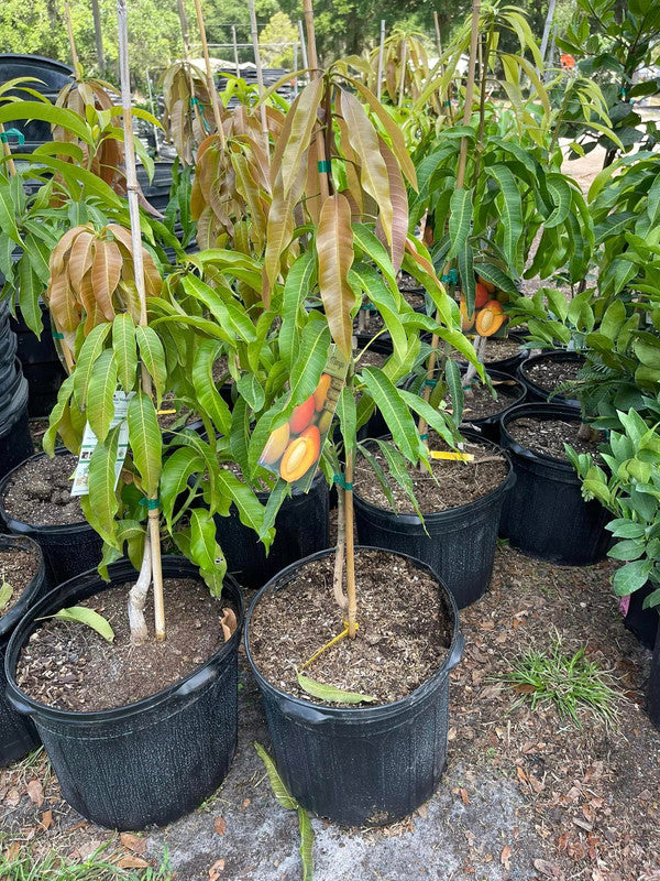 Lancetilla Mango Tree Grafted 1.5-4 Ft Tall