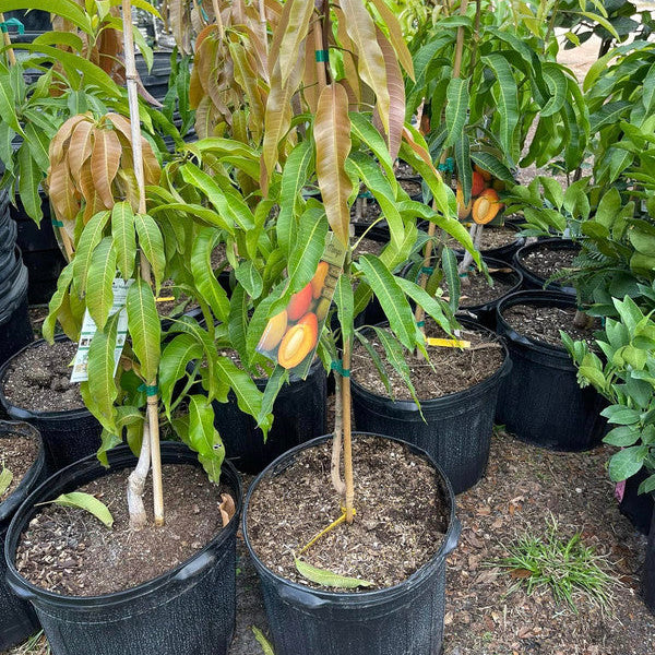 Pickering Mango Tree Dwarf Grafted 2-4 Ft Tall