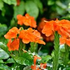 Crossandra Plants Live - 2 Plants, 3 to 5 Inc Tall