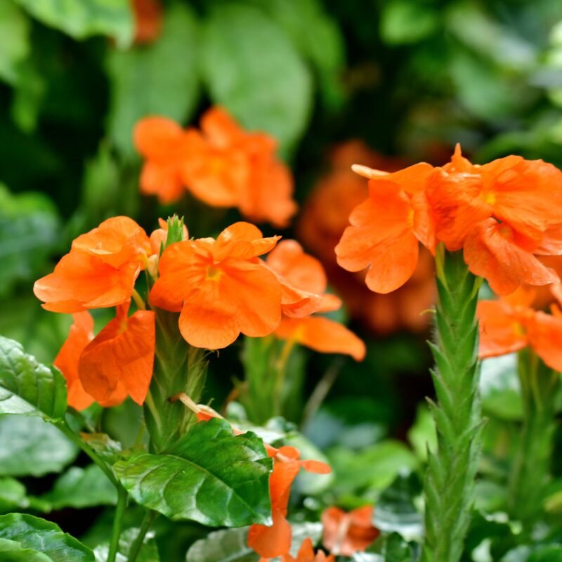 Crossandra Plants Live - 2 Plants, 3 to 5 Inc Tall