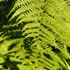 10 Lady Fern Plants Live, 4 to 6 Inc Tall