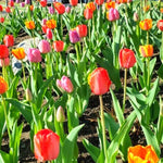 10 Assorted Tulip Bulbs, Large Bulbs
