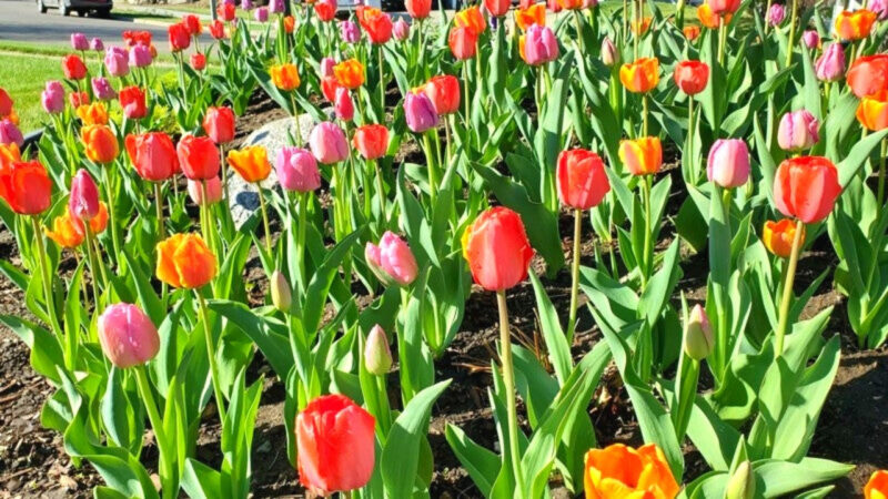 10 Mix Tulip Bulbs