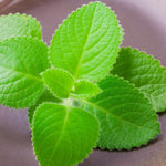 2 Variegated Cuban Oregano Plants Live, 4 to 6 Inc Tall