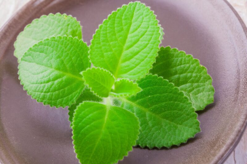 2 Variegated Cuban Oregano Plants Live, 4 to 6 Inc Tall