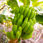 Grand Nain Banana Tree 4-8 Inc