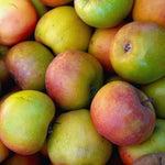 Newtown Pippin Apple Bare Root