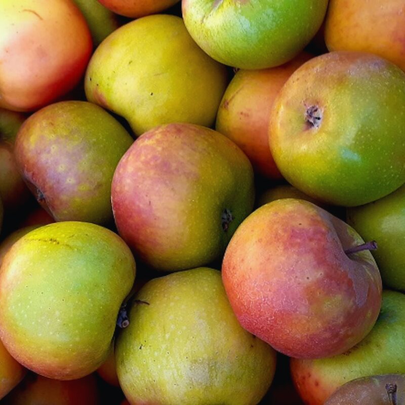 Newtown Pippin Apple Bare Root