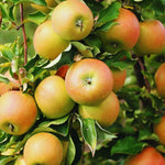Newtown Pippin Apple Tree