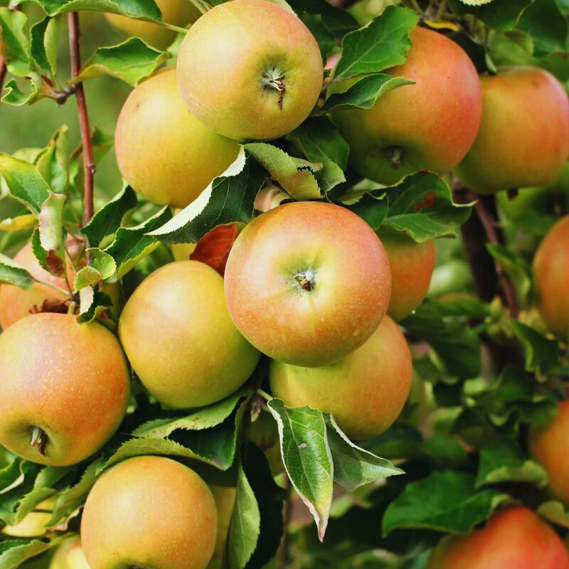 Newtown Pippin Apple Tree