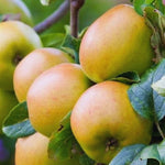 Newtown Pippin Apple