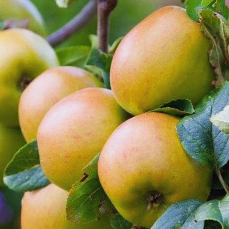 Newtown Pippin Apple
