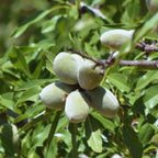 Almond Tree