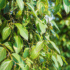 Black Pepper Plant Live, 4 to 6 Inches Tall, Piper Nigrum Plant