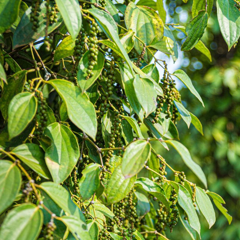 Black Pepper Plant Live, 4 to 6 Inches Tall, Piper Nigrum Plant
