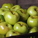 Newtown Pippin Apple Tree Plant