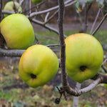 Newtown Pippin Apple