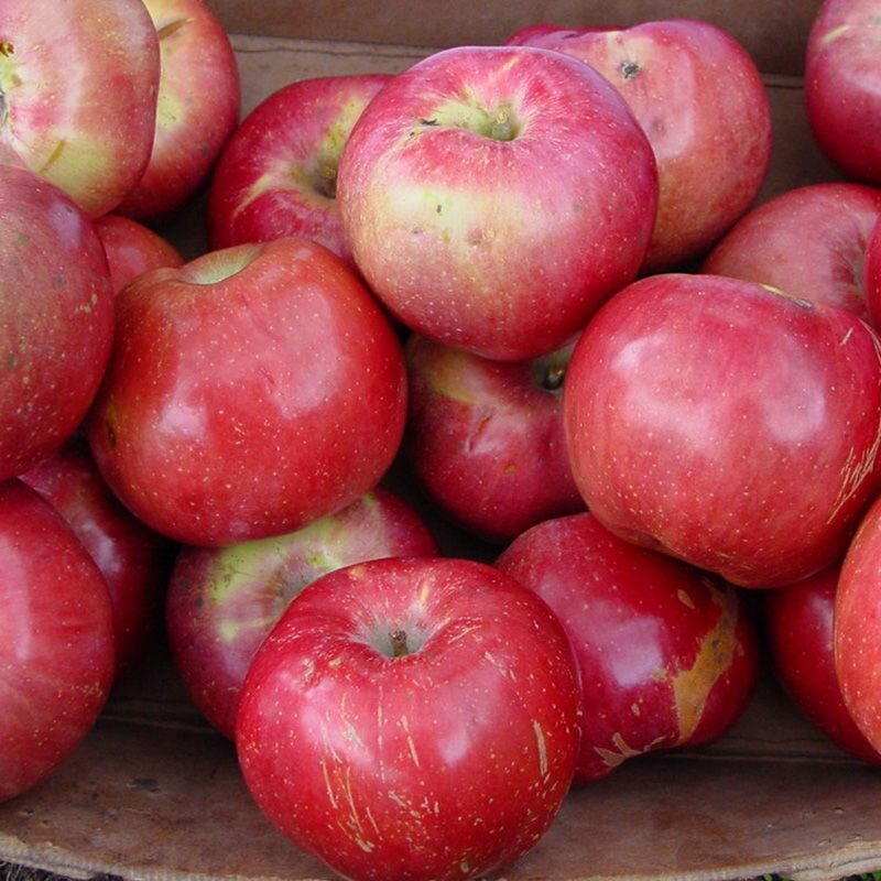 Northern Spy Apple Tree Plant