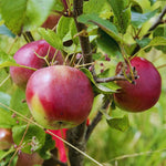Northern Spy Apple Tree Plant