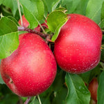 Northern Spy Apple Bare Root