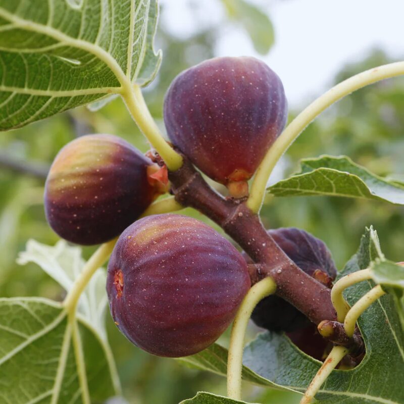 3 Olympian Fig Cuttings, 6 to 10 Inc Tall