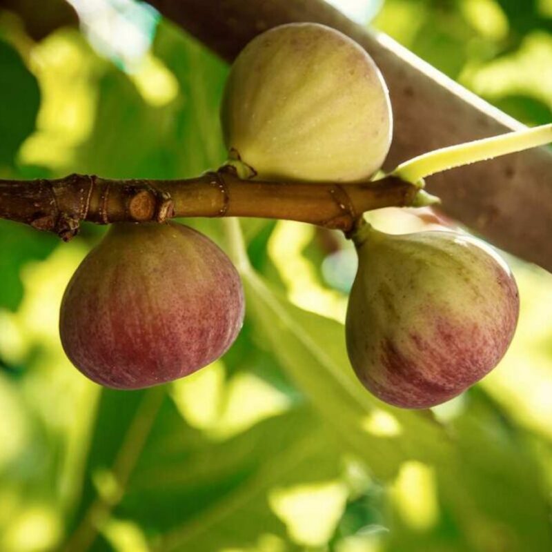 2 Olympian Fig Cuttings Unrooted, 6 to 9 Inc Tall