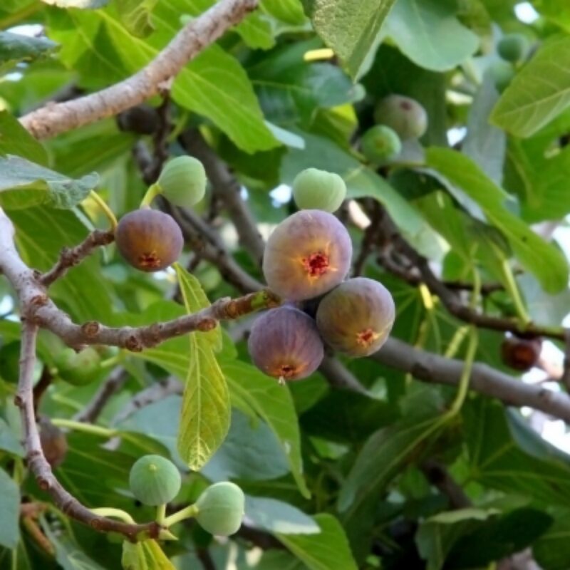 3 Olympian Fig Cuttings Unrooted, 6 to 9 Inc Tall