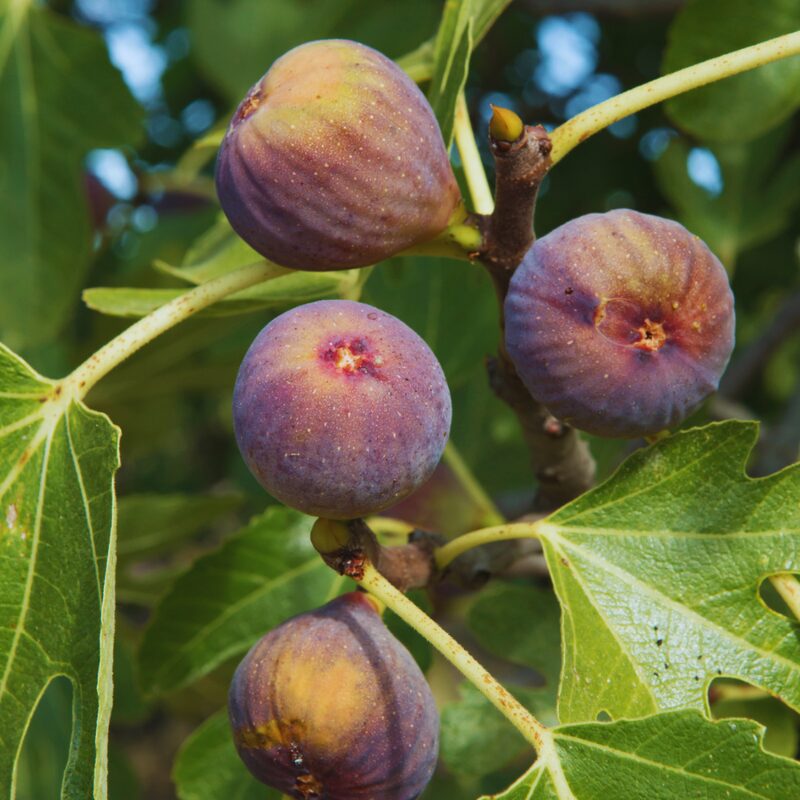 Olympian Fig Cutting, 6 to 10 Inc Tall