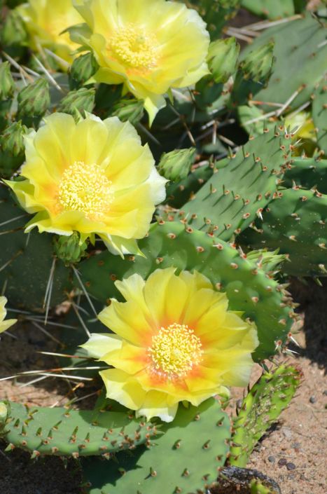 2 Spineless Prickly Pear Opuntia Cactus Rooted, 5 to 7 Inches Tall, Live Succulent Plants, Cactus Plants Live