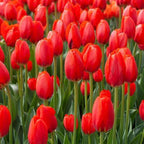 20 Red Tulip Bulbs for Planting Garden