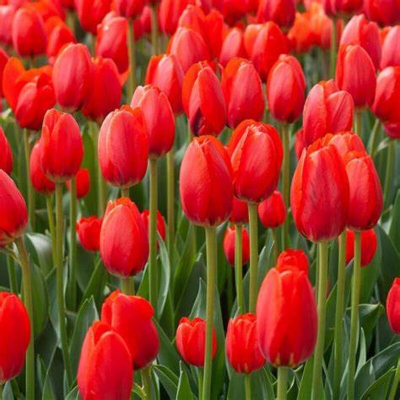 20 Red Tulip Bulbs for Planting Garden
