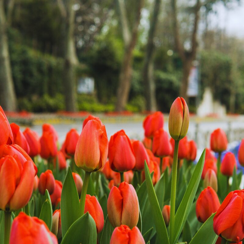 20 Red Tulip Bulbs
