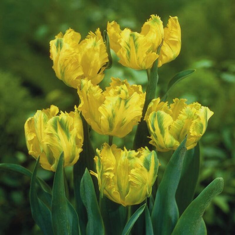 10 Golden Parrot Tulip Bulbs for Garden