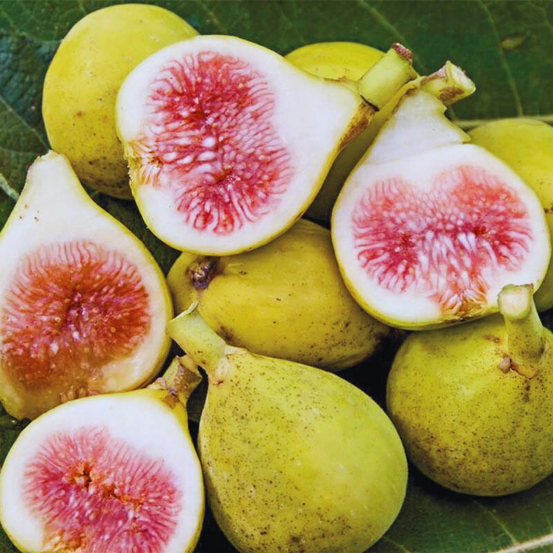 3 Chios Long Yellow Fig Cuttings Unrooted, 6 to 10 Inc Tall
