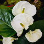 White Anthurium Plant - 4 Inc Pot, 5 to 7 Inc Tall