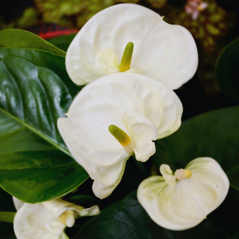 White Anthurium Plant - 5 to 7 Inc Tall in 4'' Pot