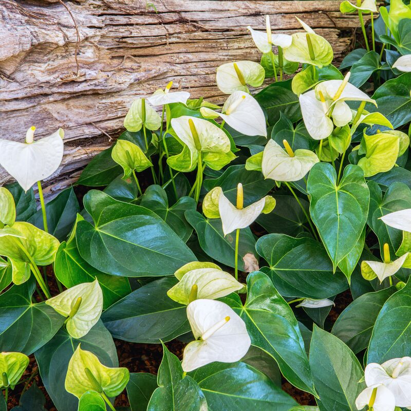 White Anthurium Plant - 5 to 7 Inc Tall in 4'' Pot