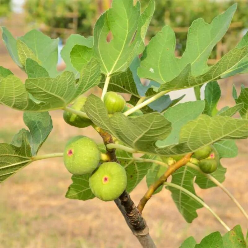 Peter's Honey Fig Plant Tree - 3 Feet Tall