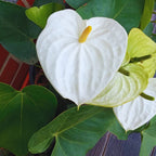 White Anthurium Plant Live - 4 Inc Pot, 5 to 7 Inc in Height