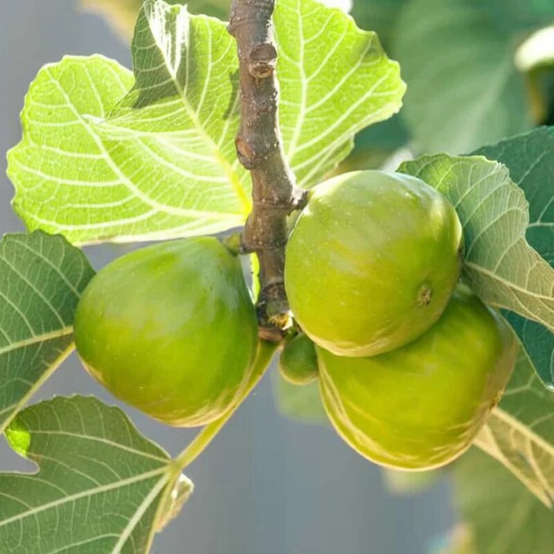 3 Chios Long Yellow Fig Cuttings Unrooted, 6 to 10 Inc Tall