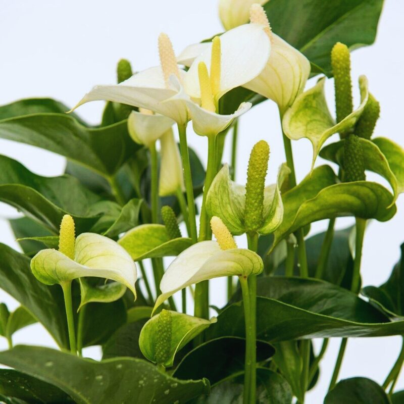 White Anthurium Plant Live - 4 Inc Pot, 5 to 7 Inc Tall