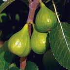 Peter's Honey Fig Plant Tree - 3 Feet Tall
