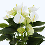 White Anthurium Plant Live - 4 Inc Pot, 5 to 7 Inc Tall