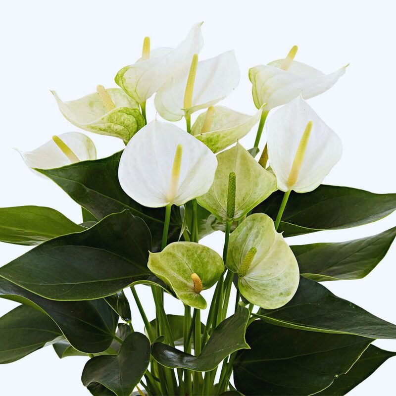 White Anthurium Plant Live - 4 Inc Pot, 5 to 7 Inc Tall