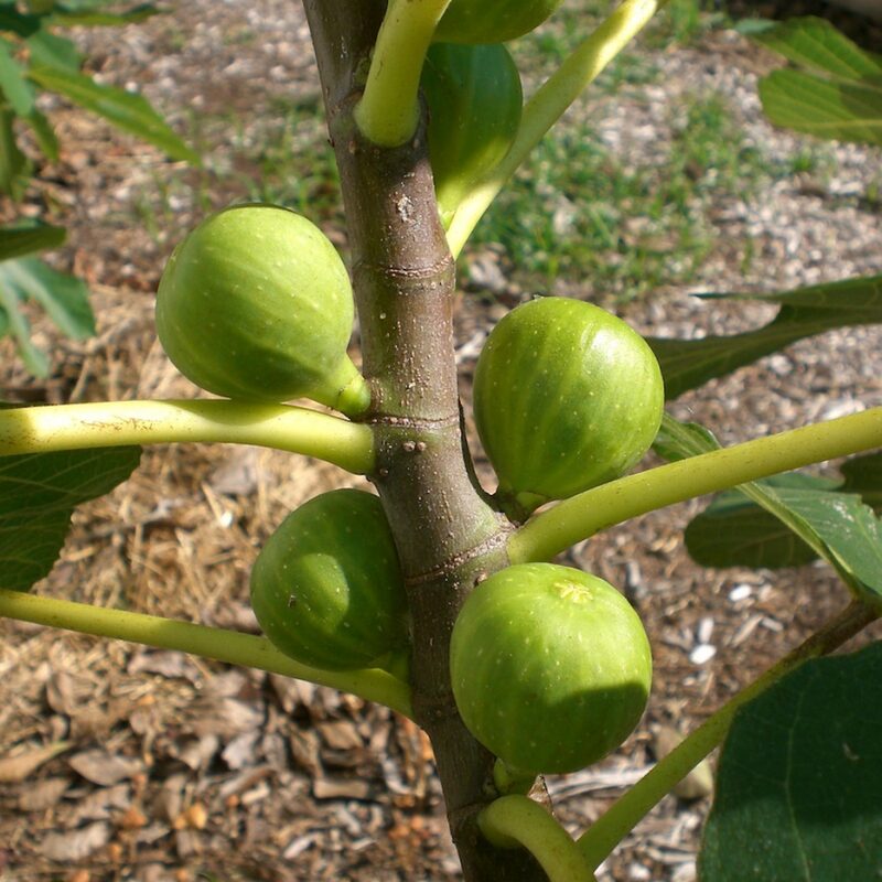 Peter's Honey Fig Plant Live - 4 Feet Tall