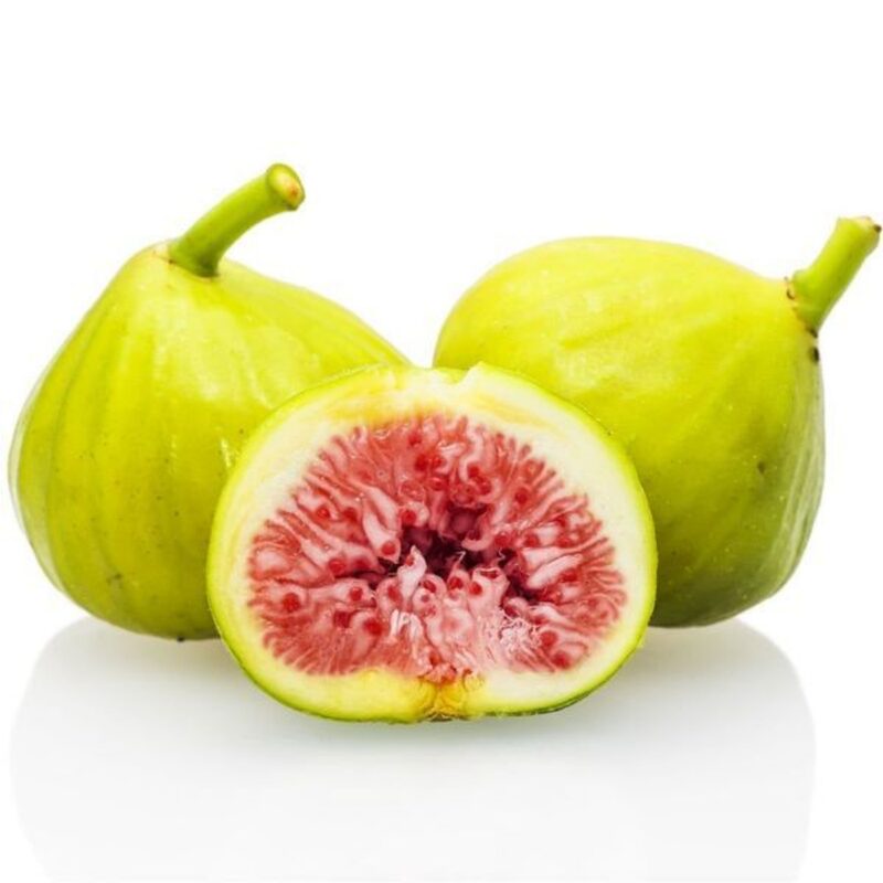 Peter's Honey Fig Plant Live - 4 Feet Tall