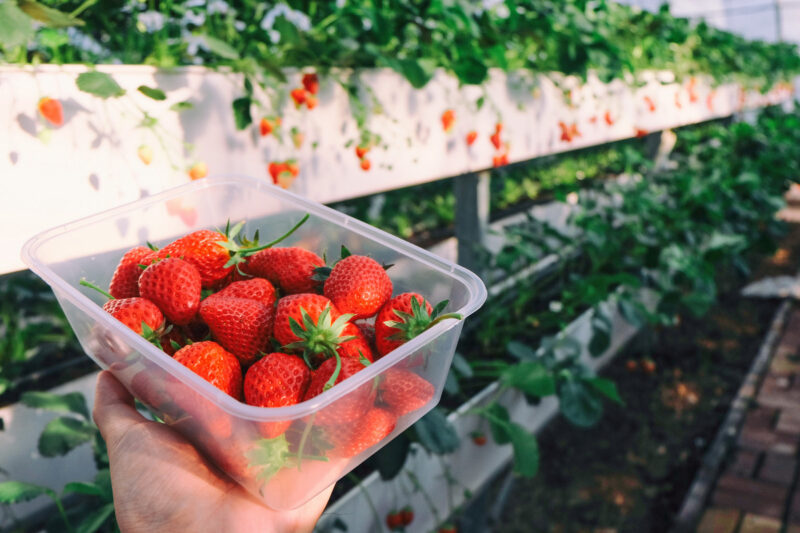 Strawberry Plants Bareroot - 100 Bareroots - Flamingo Strawberry