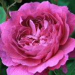 Reine Victoria Rose Bush