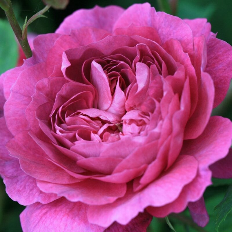 Reine Victoria Rose Bush